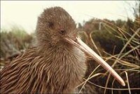 kiwi[幾維鳥的英文名稱]