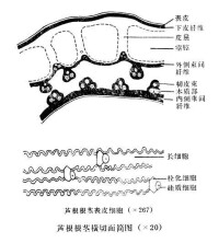 蘆薈根莖內的硅質細胞