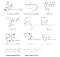 部分大麻素分子結構