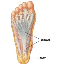 腳後跟[解剖位置]