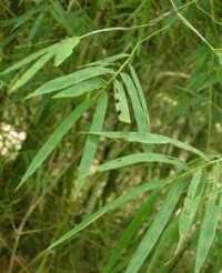 黃竹 Dendrocalamus membranaceus