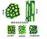 厚角組織