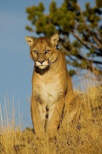 阿根廷美洲獅