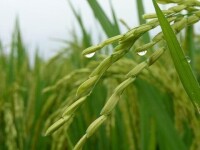 水稻高產示範