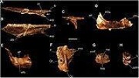首祖濫食龍的部分頭骨