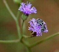 Vernonia cinerea with its pollinator bee at Ananthagiri Hills, in Rangareddy district of Andhra Pradesh, India.