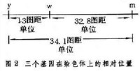 基因定位