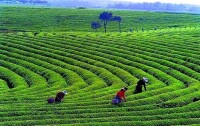 三清山白茶種植基地