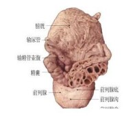 前列腺增生危害