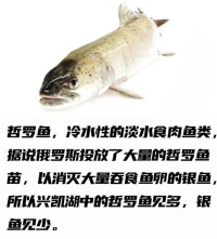 哲羅鮭(圖4)