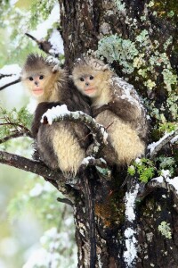 兩隻越南金絲猴
