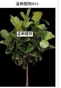 盆栽植物