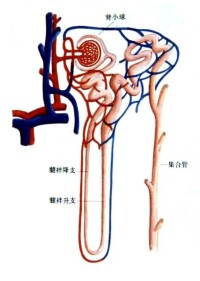 排泄