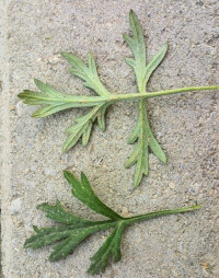 人工種植與野生泥蒿莖區別