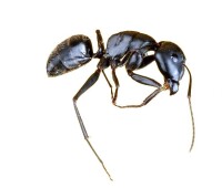 曬乾后的黑蟻