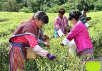2018年4月茶農正在背崩鄉的茶園採茶