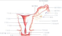 子宮體