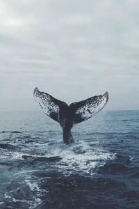 世界上最孤獨的鯨魚