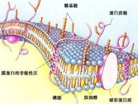 細胞質膜