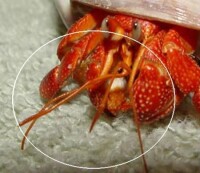 草莓寄居蟹[海洋動植物]