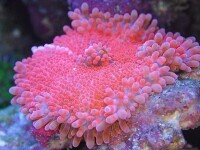 海底珊瑚的圖片
