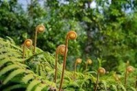 名山島植物