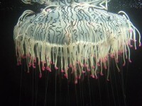 漂浮的花笠水母