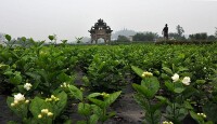 蜀南茉莉香都