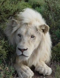 白獅子