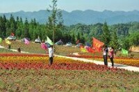 雲中花都