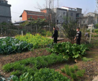 安徽省宿松縣復興鎮紮實開展禁種鏟毒踏查活動