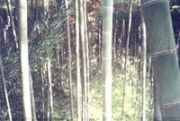 竹木資源