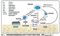 白介素1