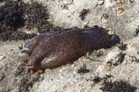 （圖）一隻在加利福尼亞州莫羅灣（Morro Bay）的海兔（sea hare）