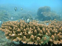 澎湖四寶之珊瑚