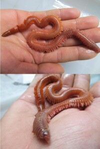 海蚯蚓