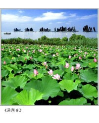 洪澤湖濕地自然保護區
