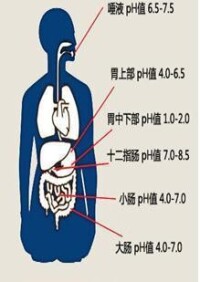 酸鹼體質說