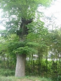 祠堂前大空地上上千年的古樹在訴說千年滄桑