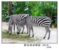 新加坡動物園