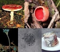 多種多樣的真菌