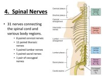脊神經