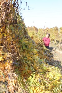 長山山藥進入成熟期