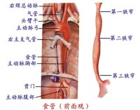 食道癌