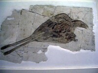 孔子鳥 化石
