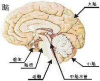 人的大腦