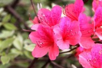 麻城杜鵑花