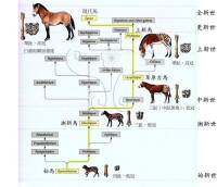 馬的進化史