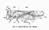 蝗蟲形態