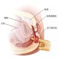 肛門直腸角